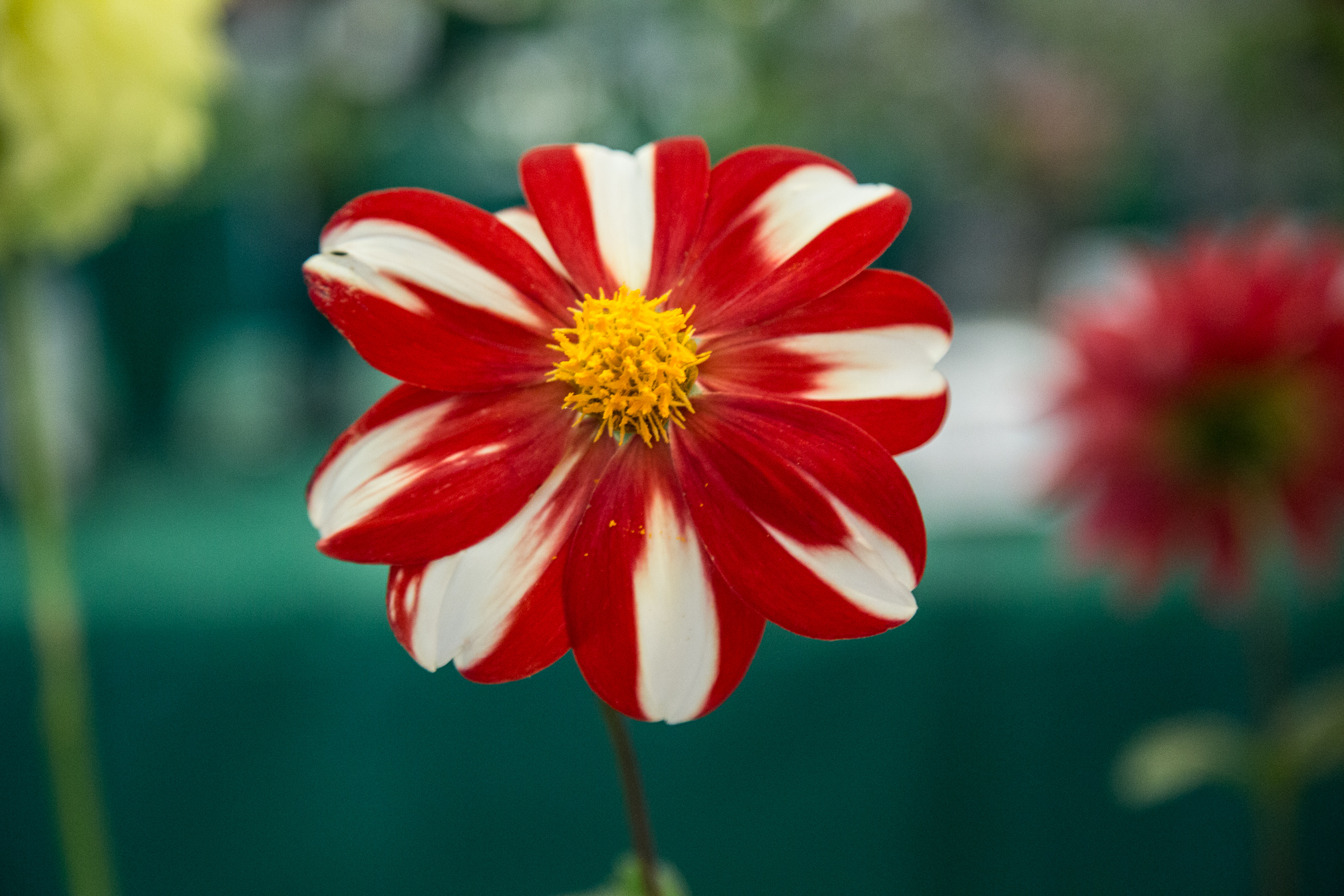 Red and White Striped Dahlia 