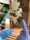 Beekeeping New Moon Honey-0029