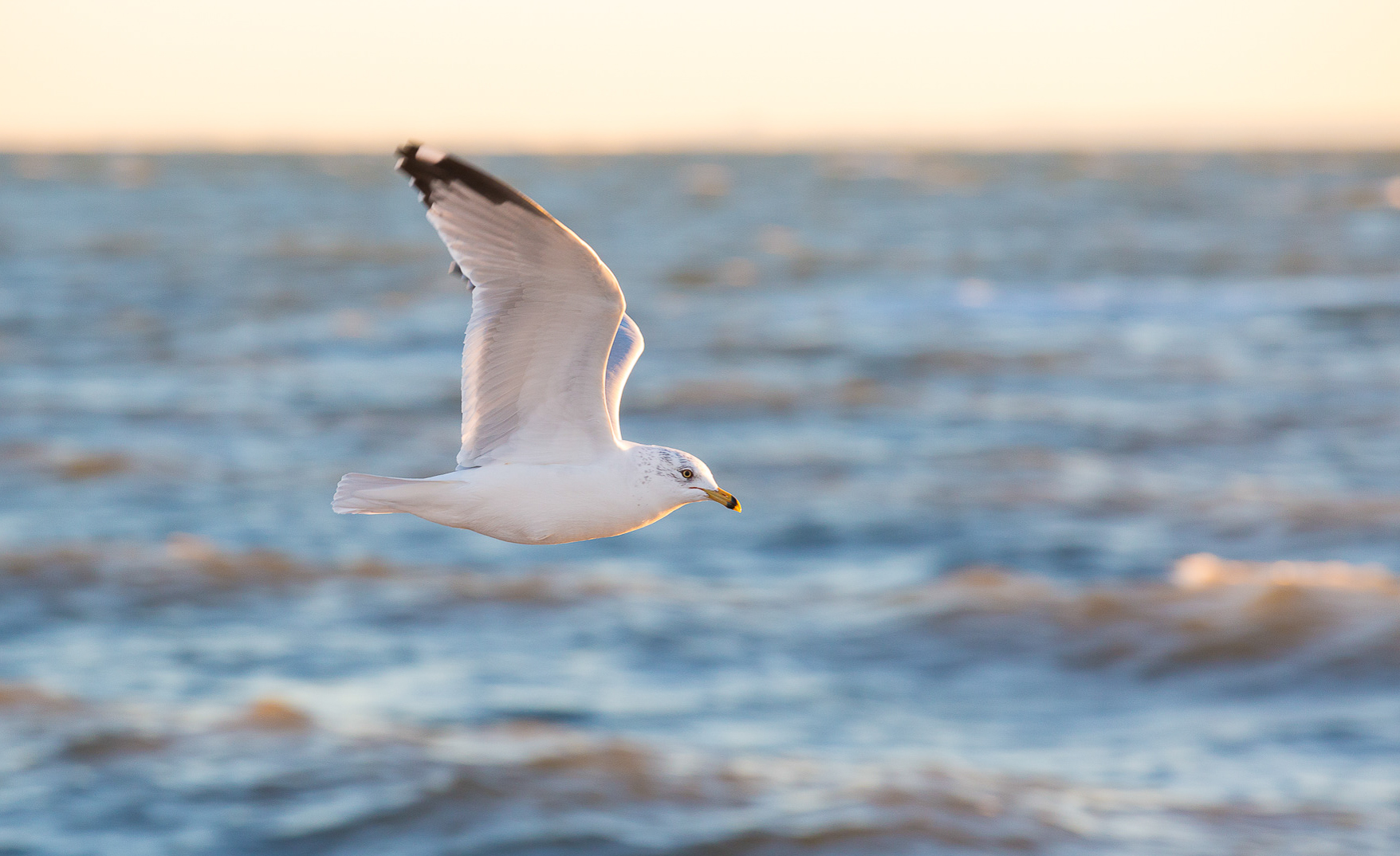 Nancy Moon's Photography of Seagulls in Connecticut