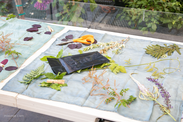 Placing the flowers on the fabric, under the sun with plexiglass on top. 