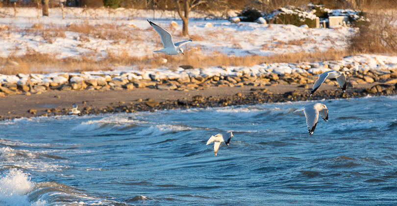 seagull-southport-snow-8505