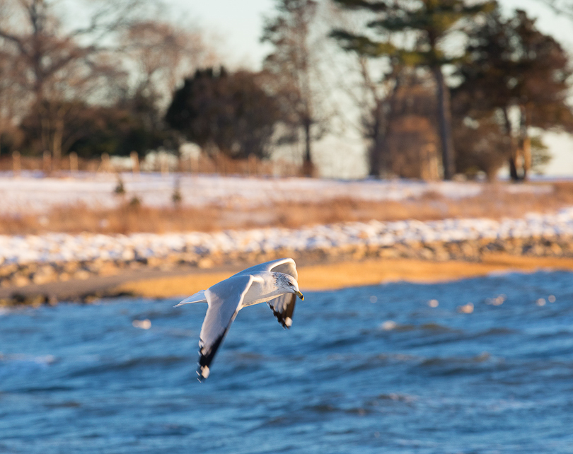 seagull-southport-snow-8540