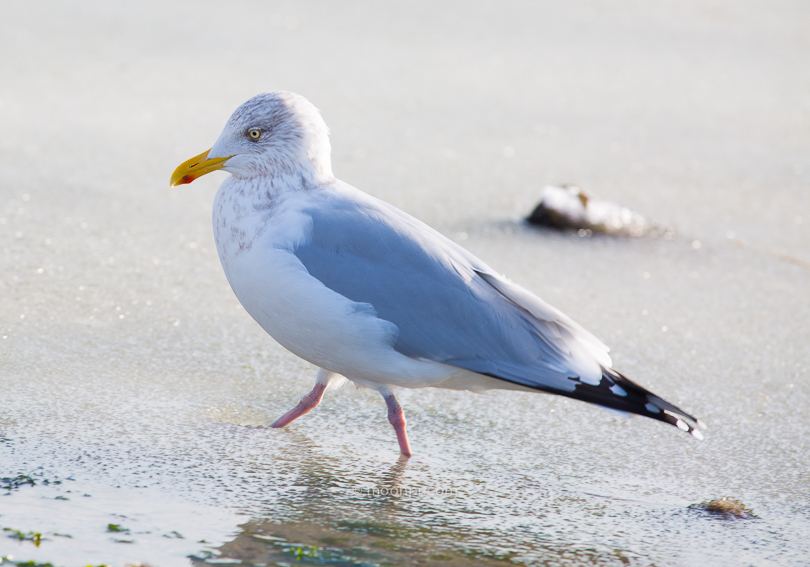 seagull-southport-snow-9018