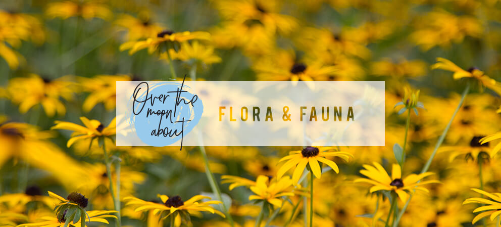 over the moon about flora and fauna