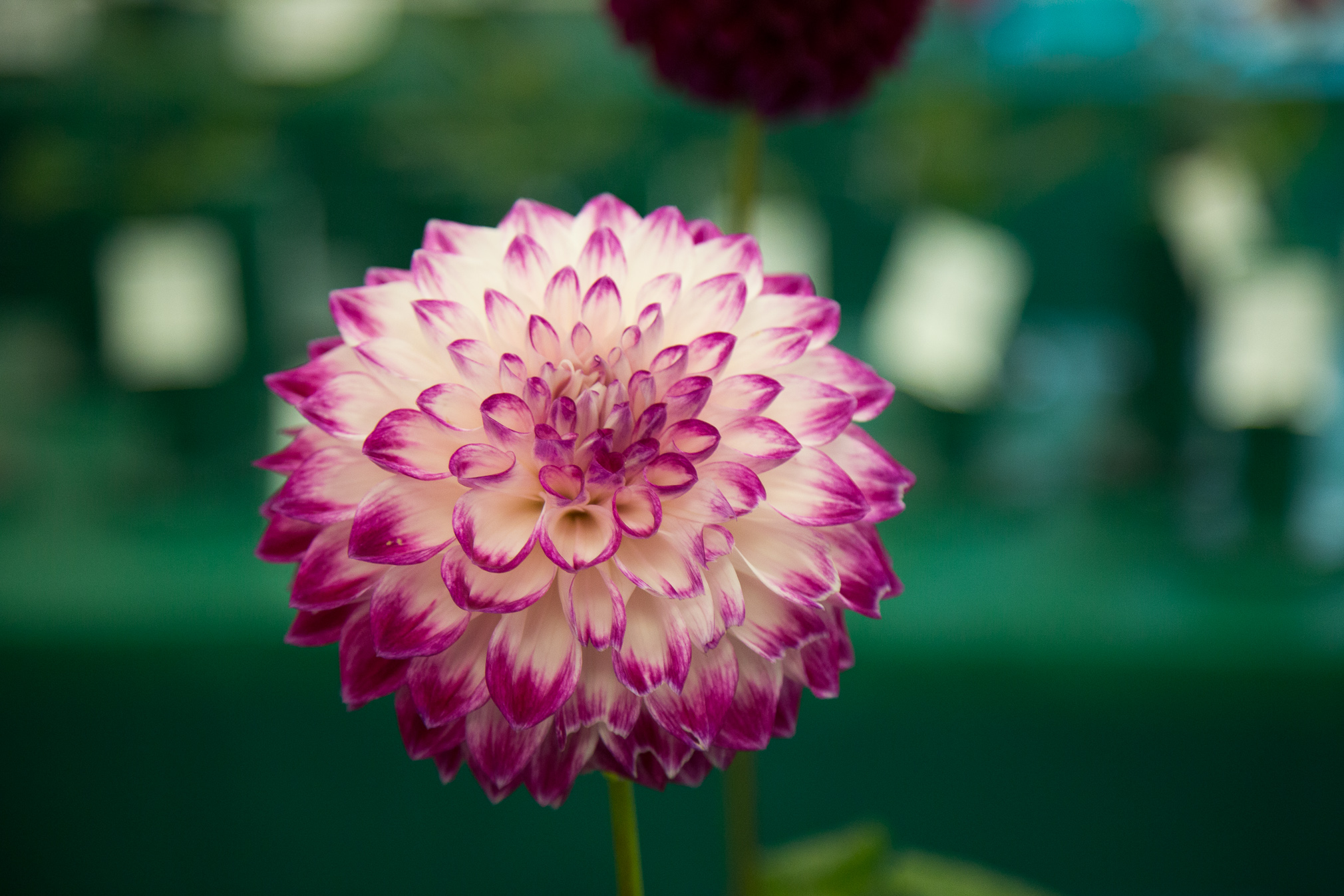 Portrait of a white and pink dahlia 