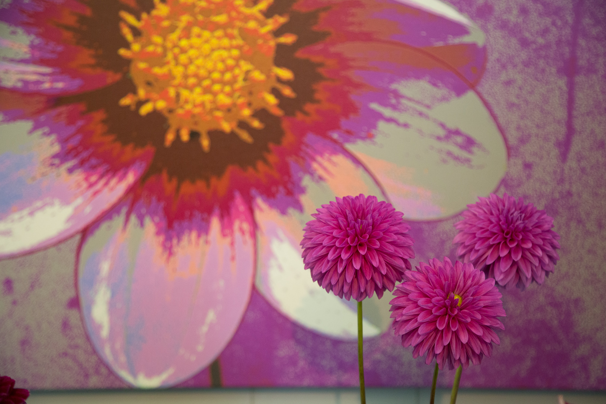 Three Pink Dahlias in Front of A Dahlia Painting 