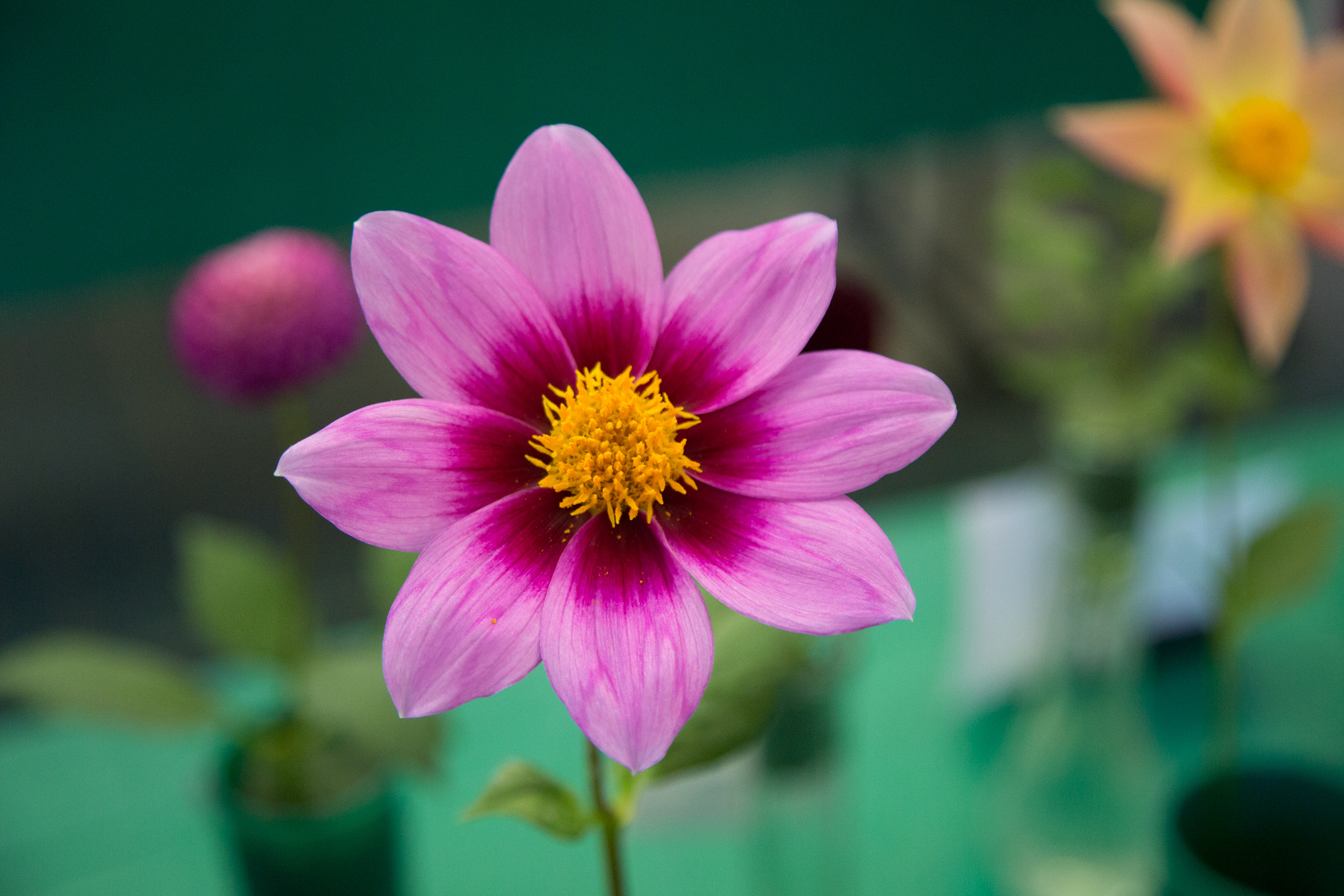Pink Dahlia with Yellow Center 